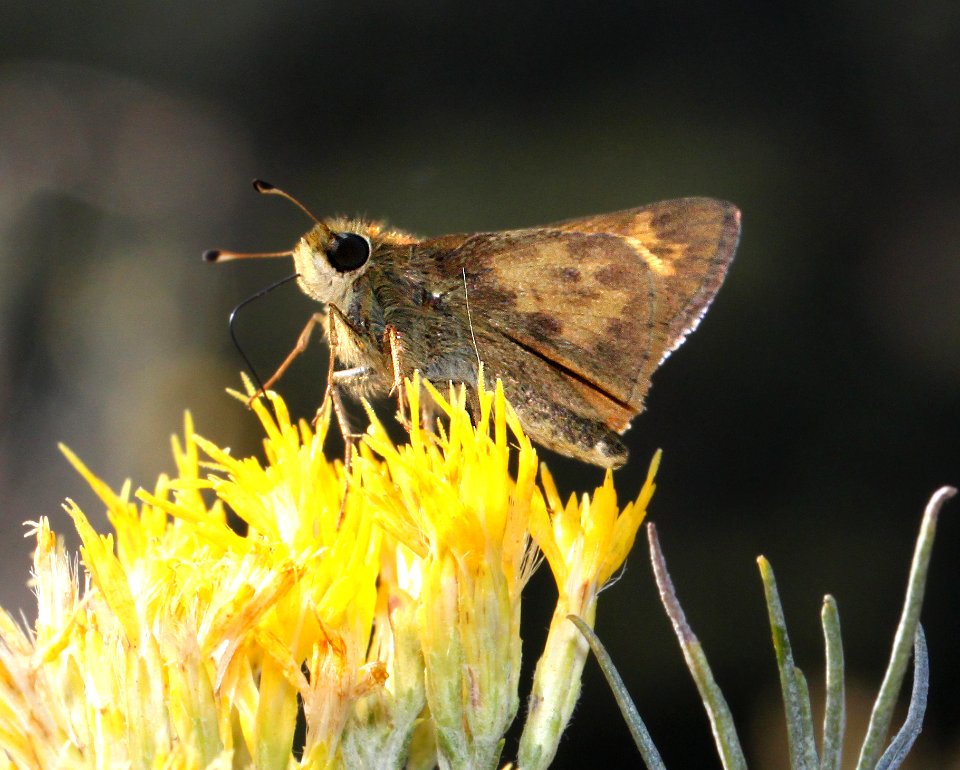 SACHEM (Atalopedes campestris) (11-2-12) harshaw road rabbitbrush, patagonia, scc, az  (2)