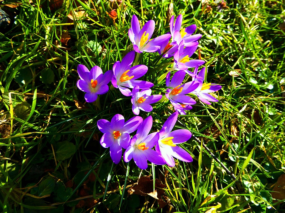 Crocus flowers colorful blue