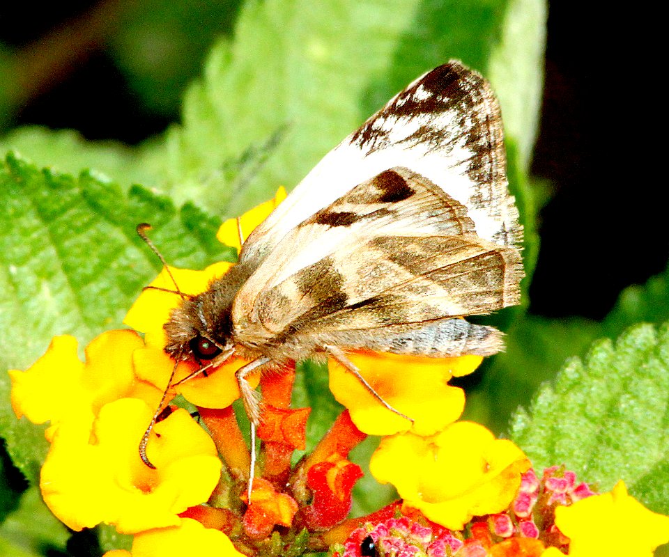 WHITE-SKIPPER, LAVIANA (Heliopetes laviana) (3-7-12) national butterfly center, mission, tx  (3)