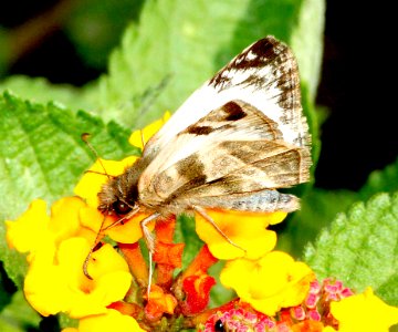 WHITE-SKIPPER, LAVIANA (Heliopetes laviana) (3-7-12) national butterfly center, mission, tx  (3)