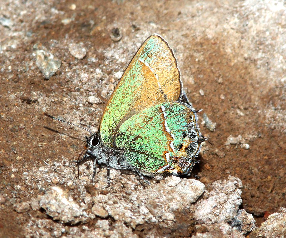 HAIRSTREAK, JUNIPER ( Callophrys gryneus siva) (4-3-13) red mt rd, of harshaw rd, scc, az  (6)