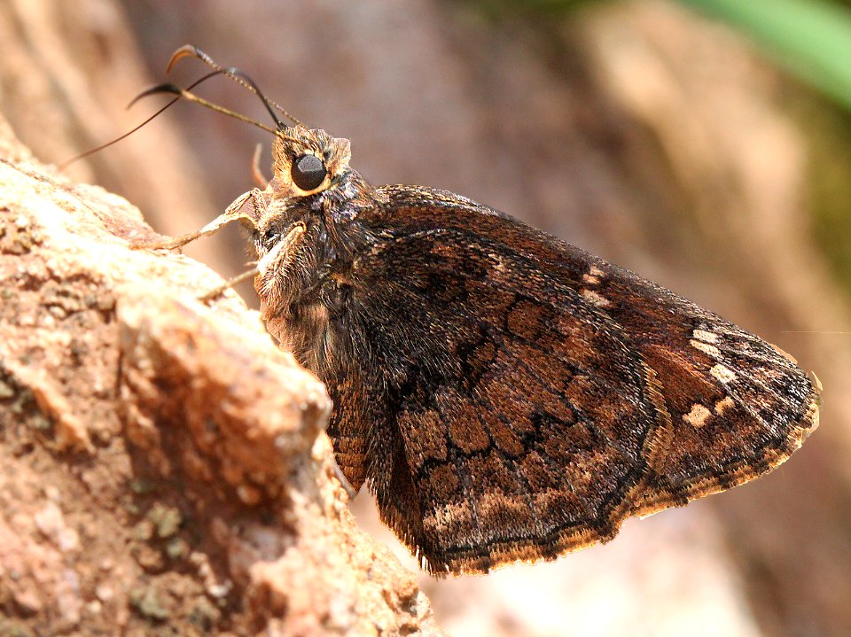 SKIPPER, VALERIANA (Codatractus valeriana) (7-23-12) creek crossing, red mt road, patagonia mts, scc, az  (4)