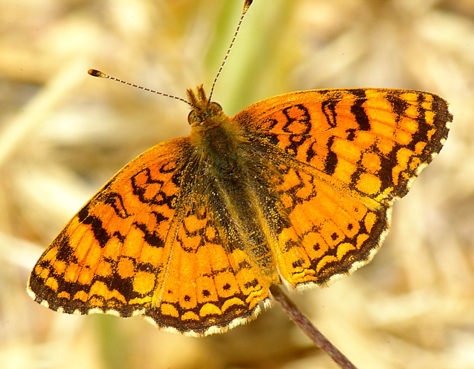 CRESCENT, MYLITTA (phyciodes mylitta) (6-16-08) canet rd, morro bay, slo co, ca