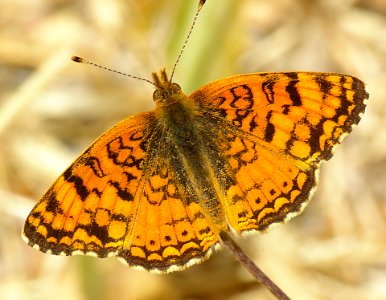 CRESCENT, MYLITTA (phyciodes mylitta) (6-16-08) canet rd, morro bay, slo co, ca