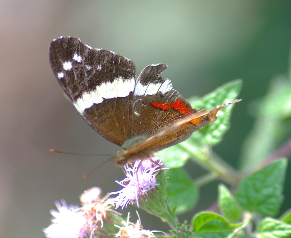 PEACOCK, BANDED (Anartia fatima) (1-10-09) weslaco, tx  (1)