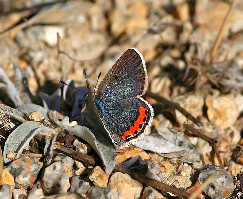 BLUE, MELISSA (lycaeides melisa) (10-21-06)