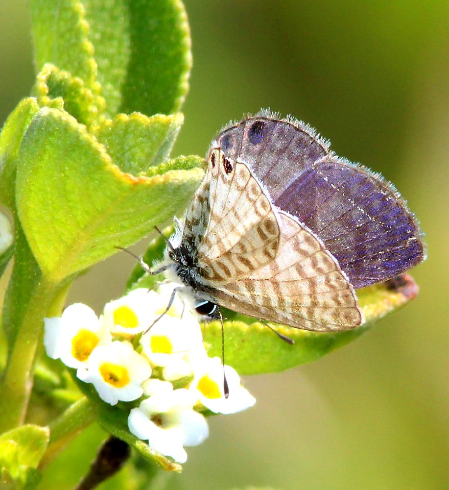 BLUE, CASSIUS (Leptotes cassius) (3-7-13) key west tropical forest and botanical garden, key west, monroe co, fl -01