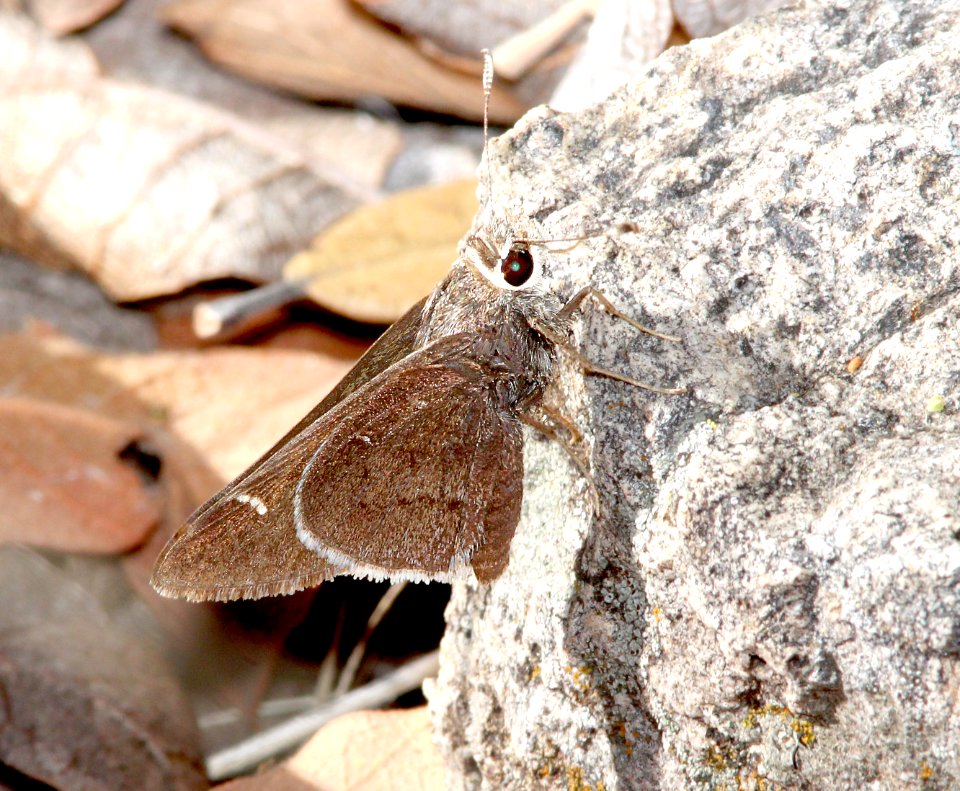 SKIPPER, DEVA (Atrytonopsis deva) (5-11-13) temporal gulch, santa rita mts, scc, az  (2)