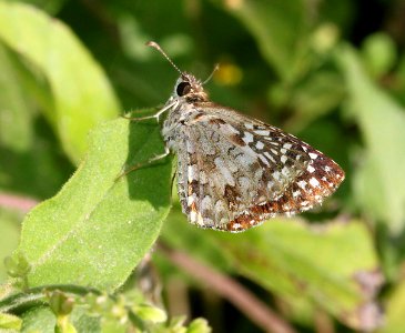 CHECKERED-SKIPPER, TROPICAL (Pyrgus oileus) (4-18-12) national butterfly center, mission, tx -02