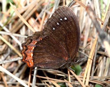 SATYR, RED-BORDERED (Gyrocheilus patrobas) (10-3-11) sawmill canyon, huachuca mts, cochise co, az  (2)