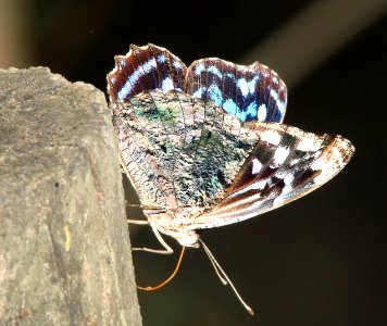 BLUEWING, MEXICAN (Myscelia ethusa) (4-18-12) national butterfly center, mission, tx -05