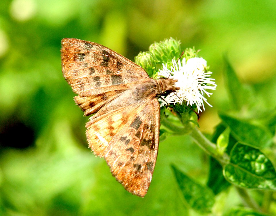 SKIPPER, BROWN-BANDED (Timochares ruptiffasciata) (1-9-09) harligen, tx  (1)