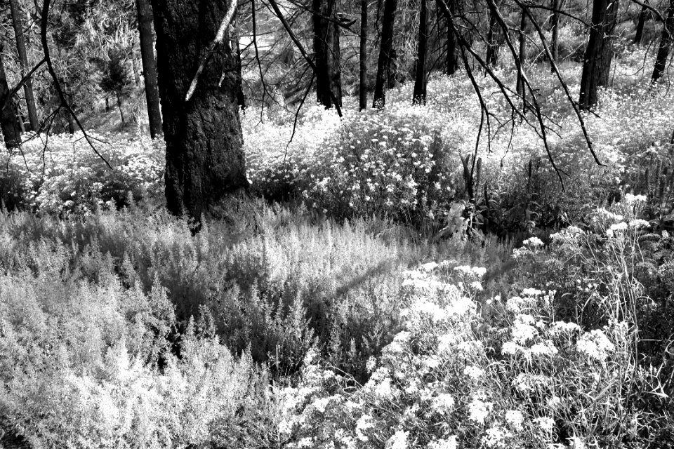 AZ - CHIRICAHUA MTS area, near barfoot junction, september flowers after the fire of 2011  (2)