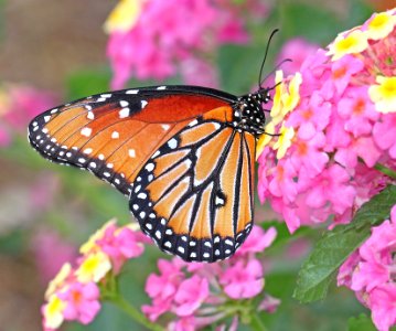 QUEEN (Danaus gilippus) (10-1-11) harshaw rd, scc, az -01
