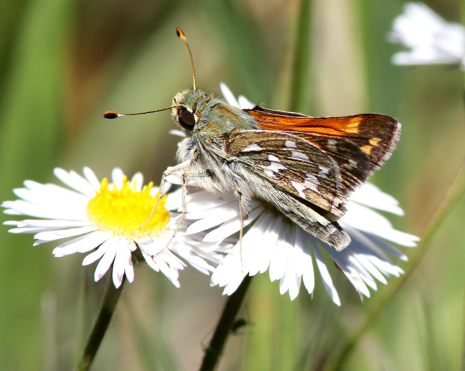 SKIPPER, NEVADA (Hesperia nevada) (6-8-13) male, 8500 ft, pine-oak, lake creek, 5 m east of hell's backbone, boulder mt, garfield co, ut   (3)