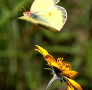 SULPHUR, CLOUDED (Colias philodice (8-24-12) dunton meadow, near lizard head, dolores co, co  (4)