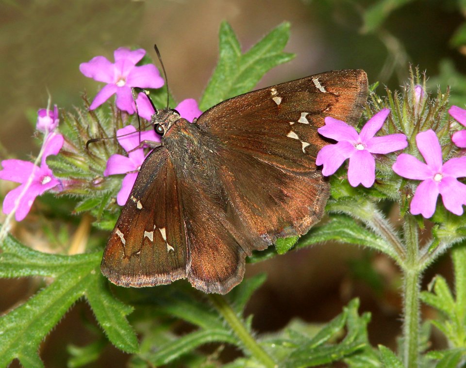 CLOUDYWING, NORTHERN (Thorybes pylades) (7-12-12) madera cyn, scc, az -01