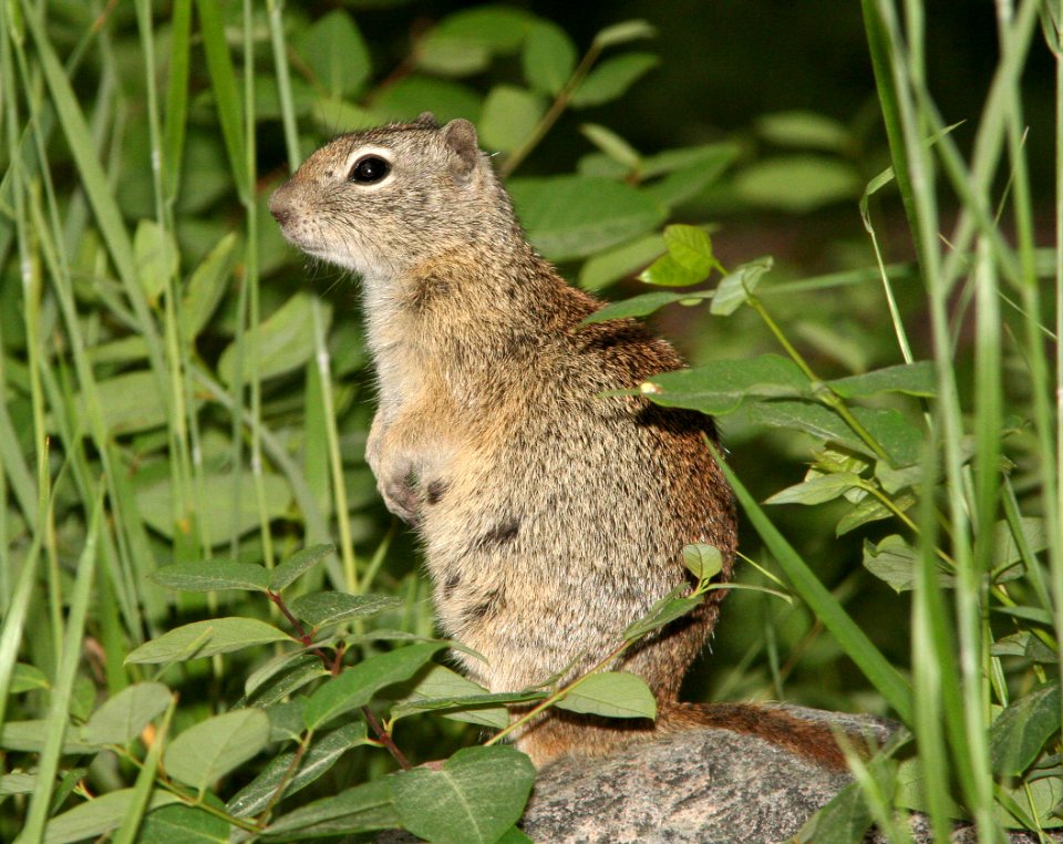 SQUIRREL, BELDING'S GROUND (spermophilis beldingi) (6-29-09) east of tioga pass, ca -02