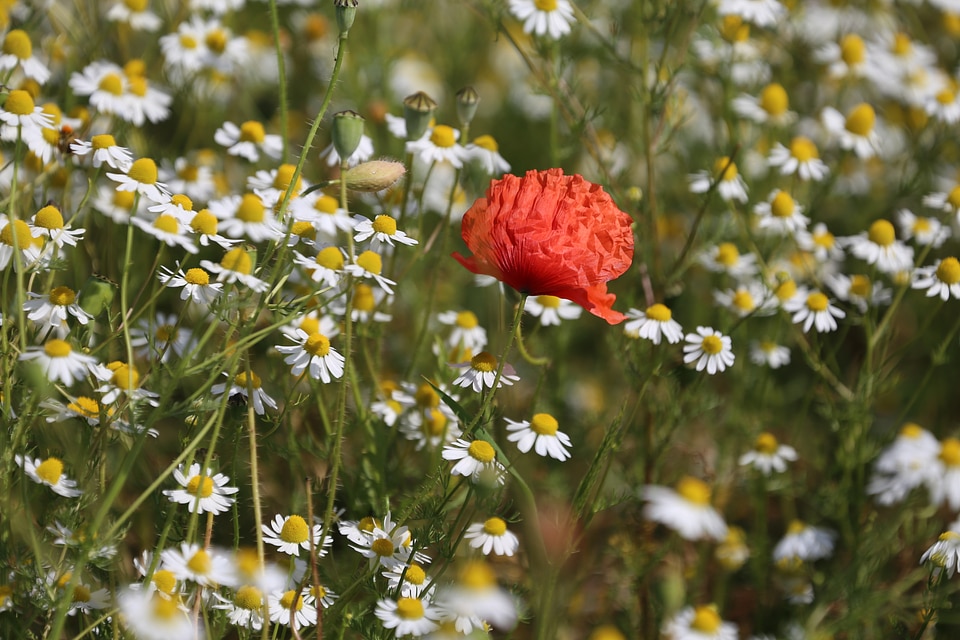 Flower meadow summer flowers