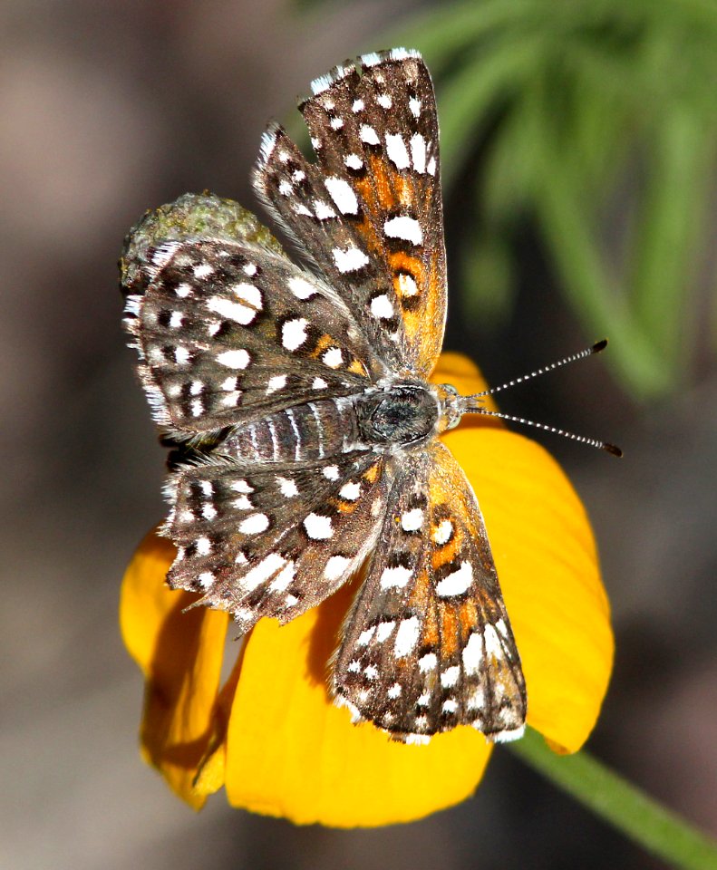 METALMARK, MORMON (Apodemia mormo)(6-15-13) 7200 ft, h l saddle, s end of white mts, greenlee co, az