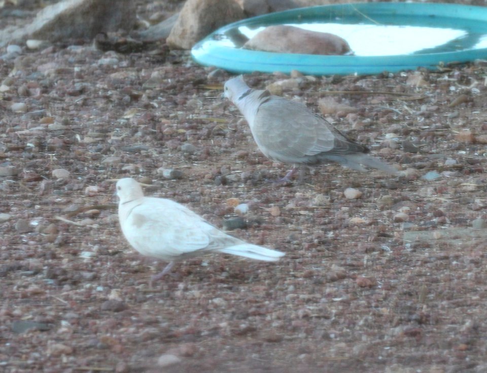 429 - EURASIAN COLLARED-DOVE & AFRICAN COLLARED DOVE (4-23-2015) 78 circulo montana, patagonia lake ranch estates, scc, az