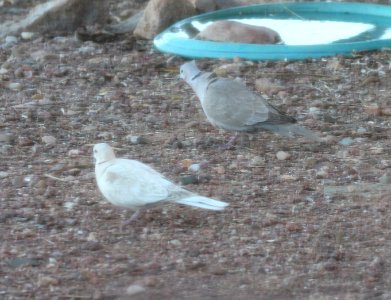 429 - EURASIAN COLLARED-DOVE & AFRICAN COLLARED DOVE (4-23-2015) 78 circulo montana, patagonia lake ranch estates, scc, az