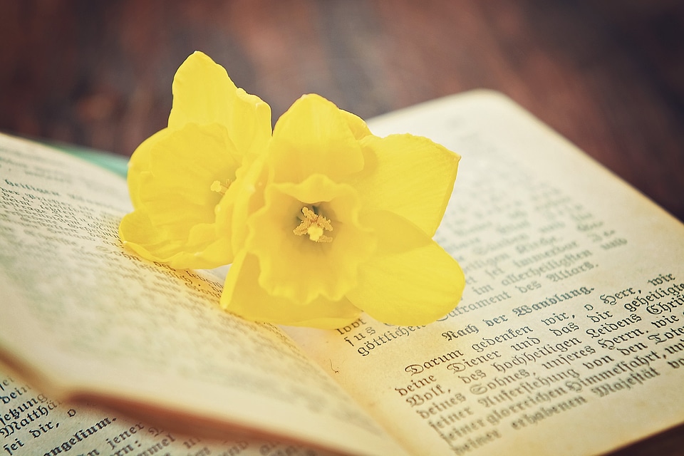 Religion flower narcissus