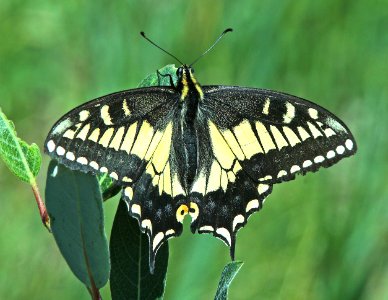 SWALLOWTAIL, ANISE (Papilio zelicaon) (7-20-2014) 11,700ft, above west side wolf creek pass, mineral co, co   (1)