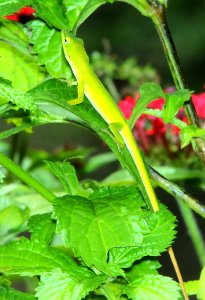 ANOLE, GREEN (Anolis carolinensis) (5-11-14) fairchild, tropical gardens, miami-dade co, fl   (2)
