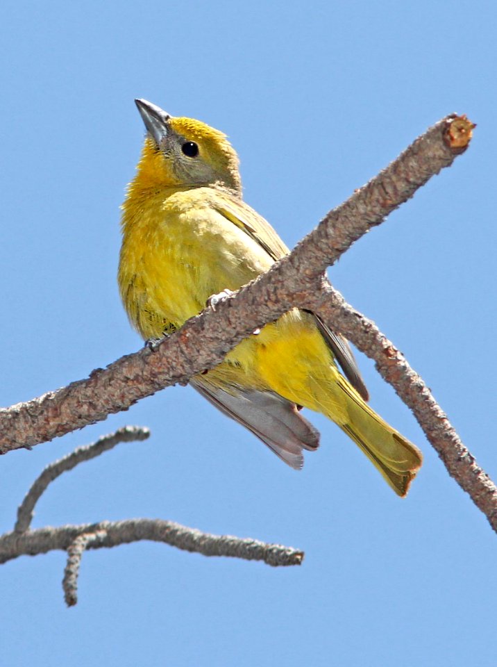 910 - HEPATIC TANAGER (5-7-13) upper humboldt, cyn, patagonia mts, scc, az