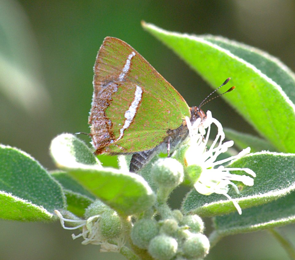 HAIRSTREAK, SILVER-BANDED (chlorostrymon simaethis) (1-10-09) frontera aud, weslaco, tx  (3)