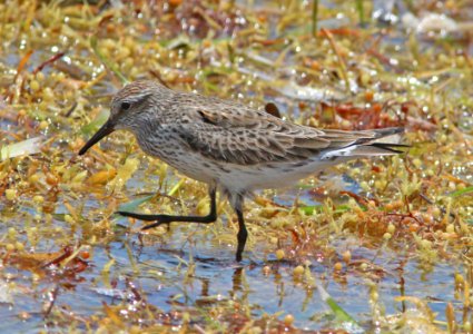 318 - WHITE-RUMPED SANDPIPER (5-1-14) boca chica key, monroe co, fl (14)