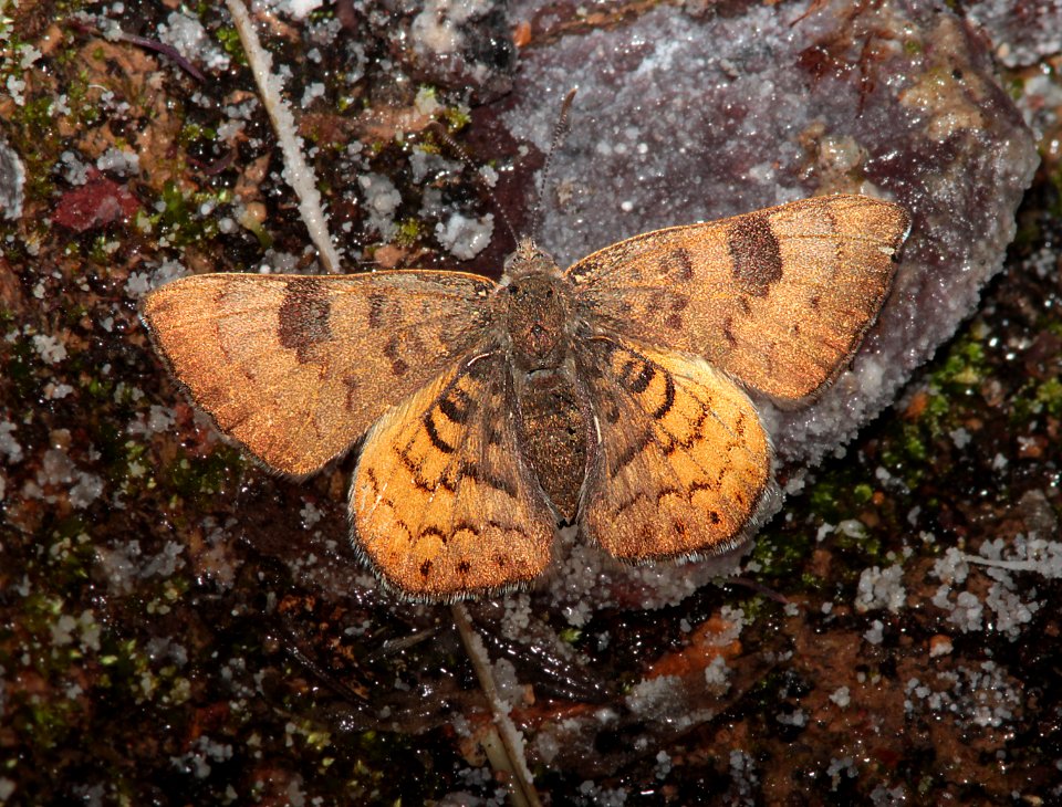 METALMARK, ZELA (Emesis zela) (3-31-13) red mountain road, s of patagonia, sco, az  (1)