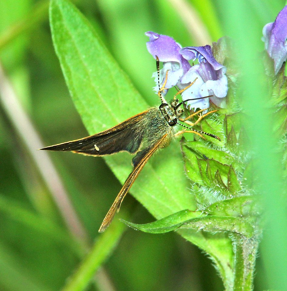 SKIPPERLING, RUSSET (Piruna pirus) (7-19-2014) 8000ft, west fork (san juan river) campground, mineral co, co -04