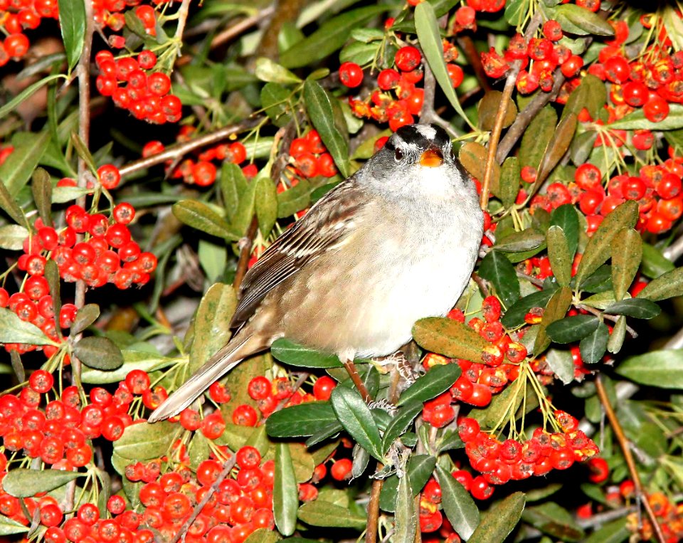 897 - WHITE-CROWNED SPARROW (11-28-10) gambelii, santa gertrudis lane, tubac, scc,az  (2)