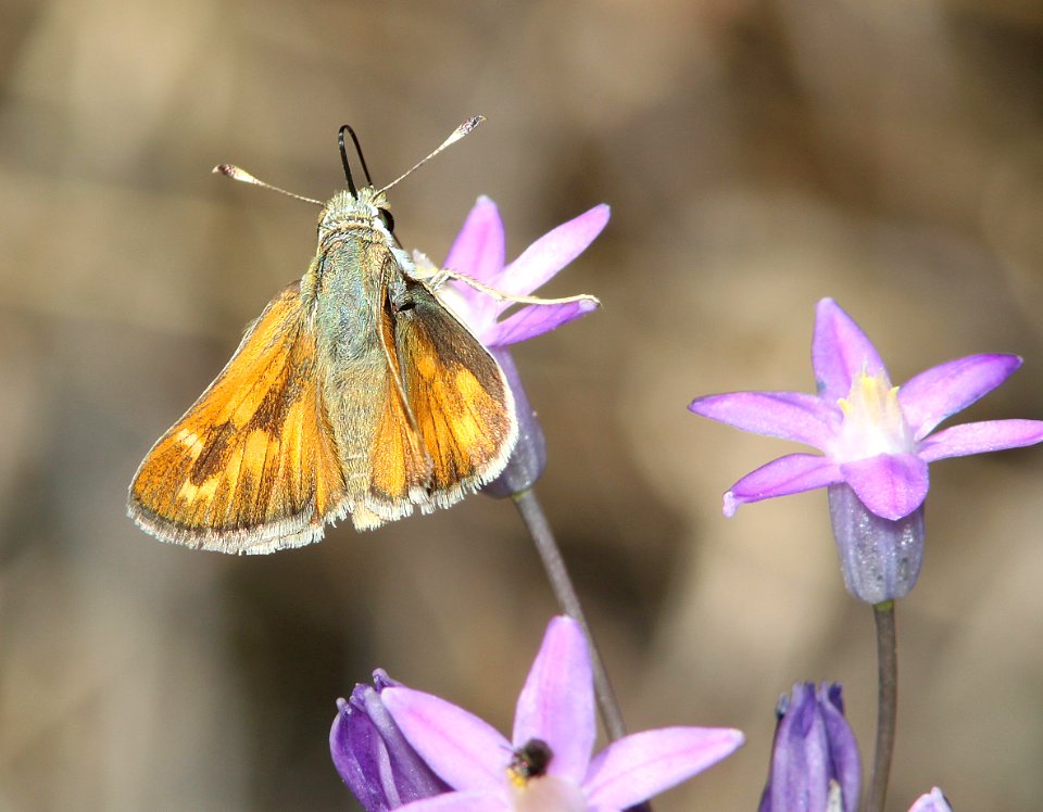 SKIPPER, PAHASKA (Hesparia pahaska) (3-31-11) pena blanca lake, scc, az  (1)