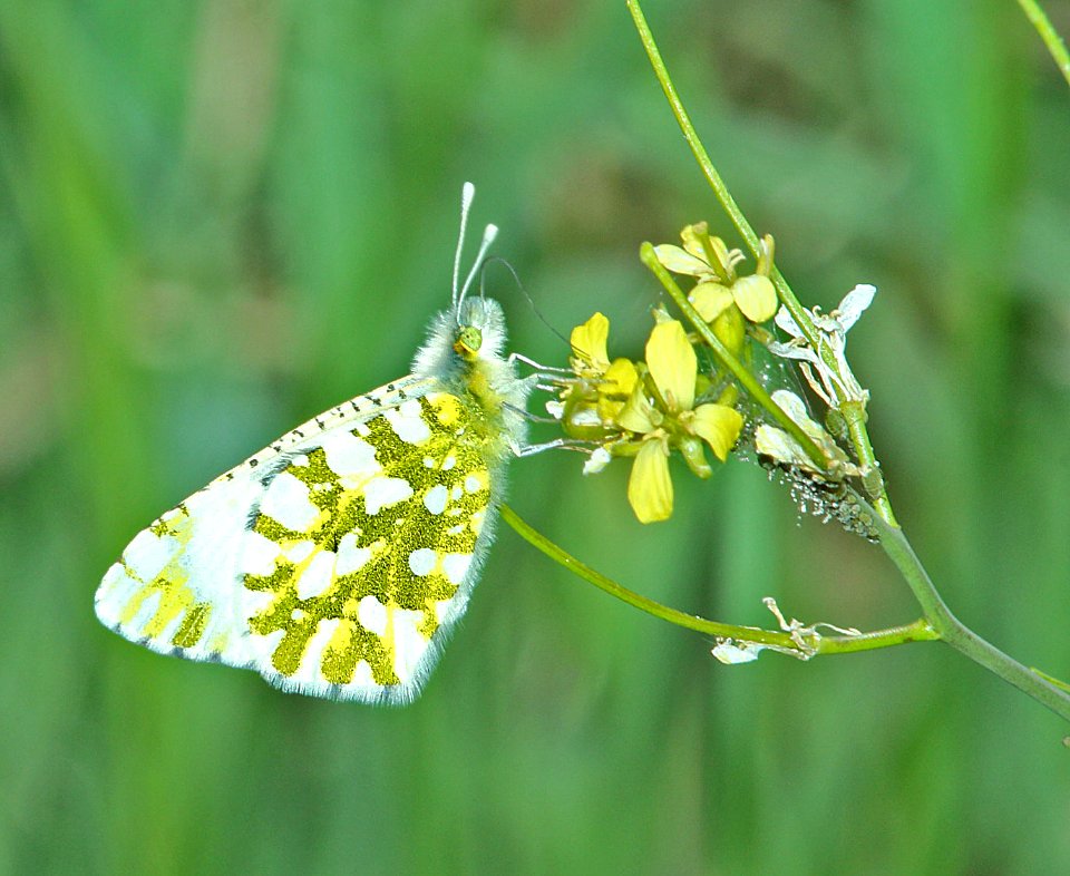MARBLE, LARGE (Euchloe ausonides) (6-5-2014) 5 miles east of kamas, summit co, ut