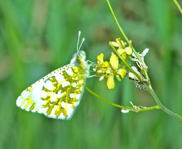 MARBLE, LARGE (Euchloe ausonides) (6-5-2014) 5 miles east of kamas, summit co, ut