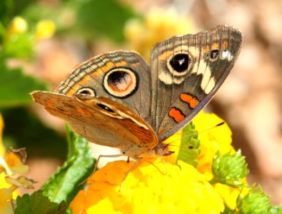 BUCKEYE, TROPICAL (Junonia evarete) (9-28-11) 78 circulo montana, patagonia lake ranch estates, scc, az -03 (3)