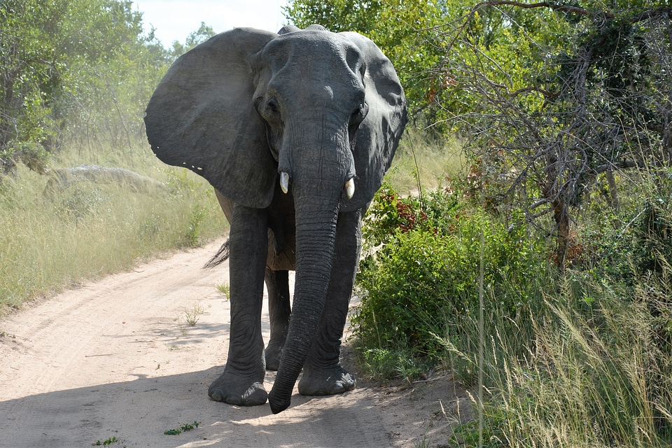 Elephant africa national park