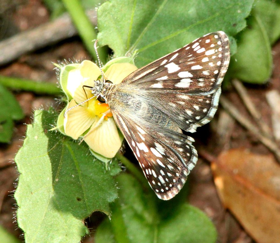 CHECKERED-SKIPPER, DESERT (Pyrgus philetas) (8-24-10) pena blanca lake, scc, az -01