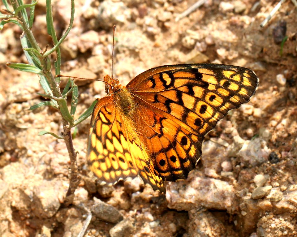 FRITILLARY, VARIEGATED (Euptoieta claudia) (7-25-12) box cyn road, santa rita mts, pima co, az  (1)