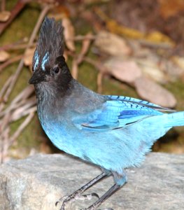 638 - STELLER'S JAY (6-13-2014) del norte co, ca -03