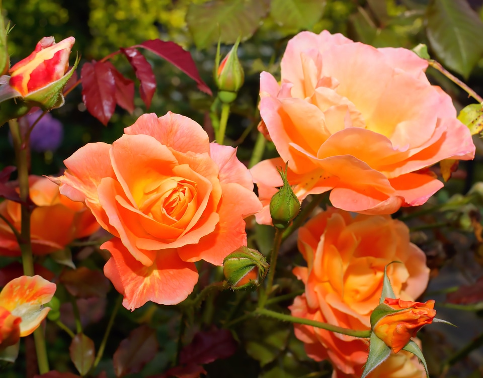 Fragrance close up garden