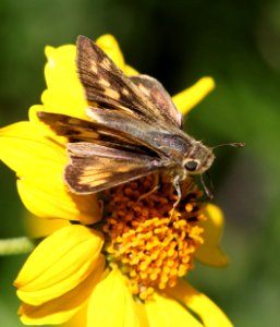 SKIPPER, FIERY (Hylephila phyleus) (3-26-13) fem, corpus christi botanical garden, nueces co, tx  (1)