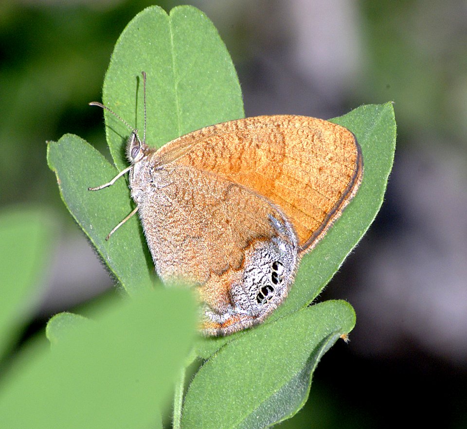 SATYR, CANYONLANDS ( Cyllopsis pertipidea) (9-12-07) mingus pass, az