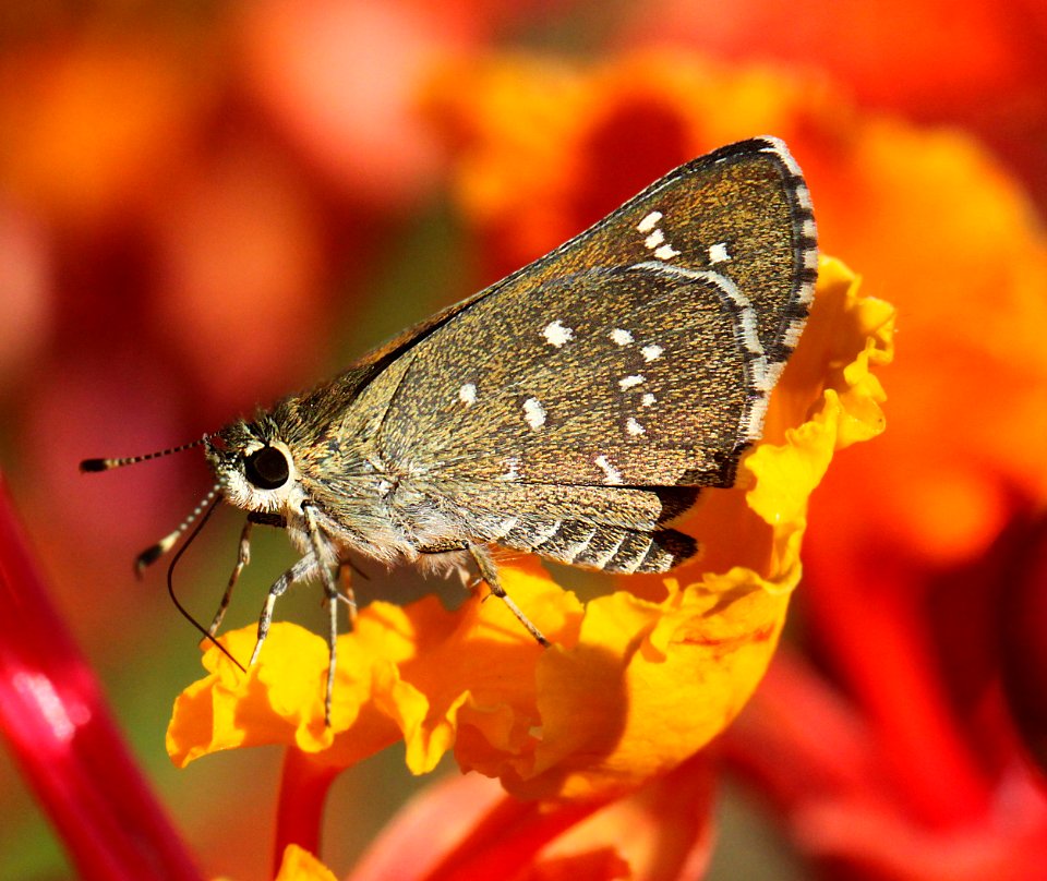 ROADSIDE-SKIPPER, BRONZE (Amblyscirtes aenus) (8-10-12) 78 circulo montana, patagonia lake ranch estates, scc, az   (2)