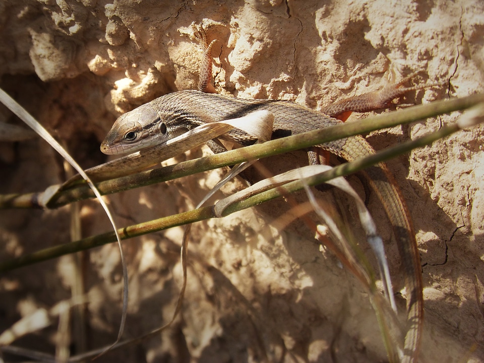 Lizard sargantana saurian