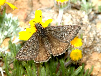 DUSKYWING, ROCKY MOUNTAIN (Erynnis telemachus) (6-15-11) slate creek, mt ellen, garfield co, ut