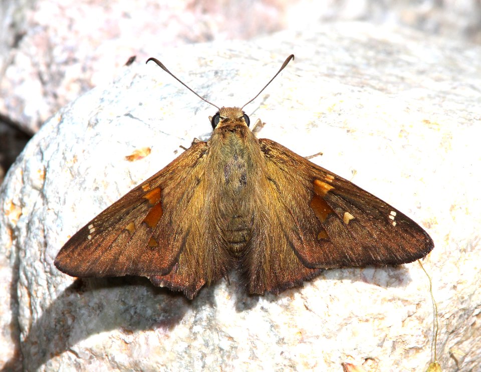 SKIPPER, SILVER-SPOTTED (Epargyreus clarus) (4-28-13) miller cyn, cochise co, az  (1)